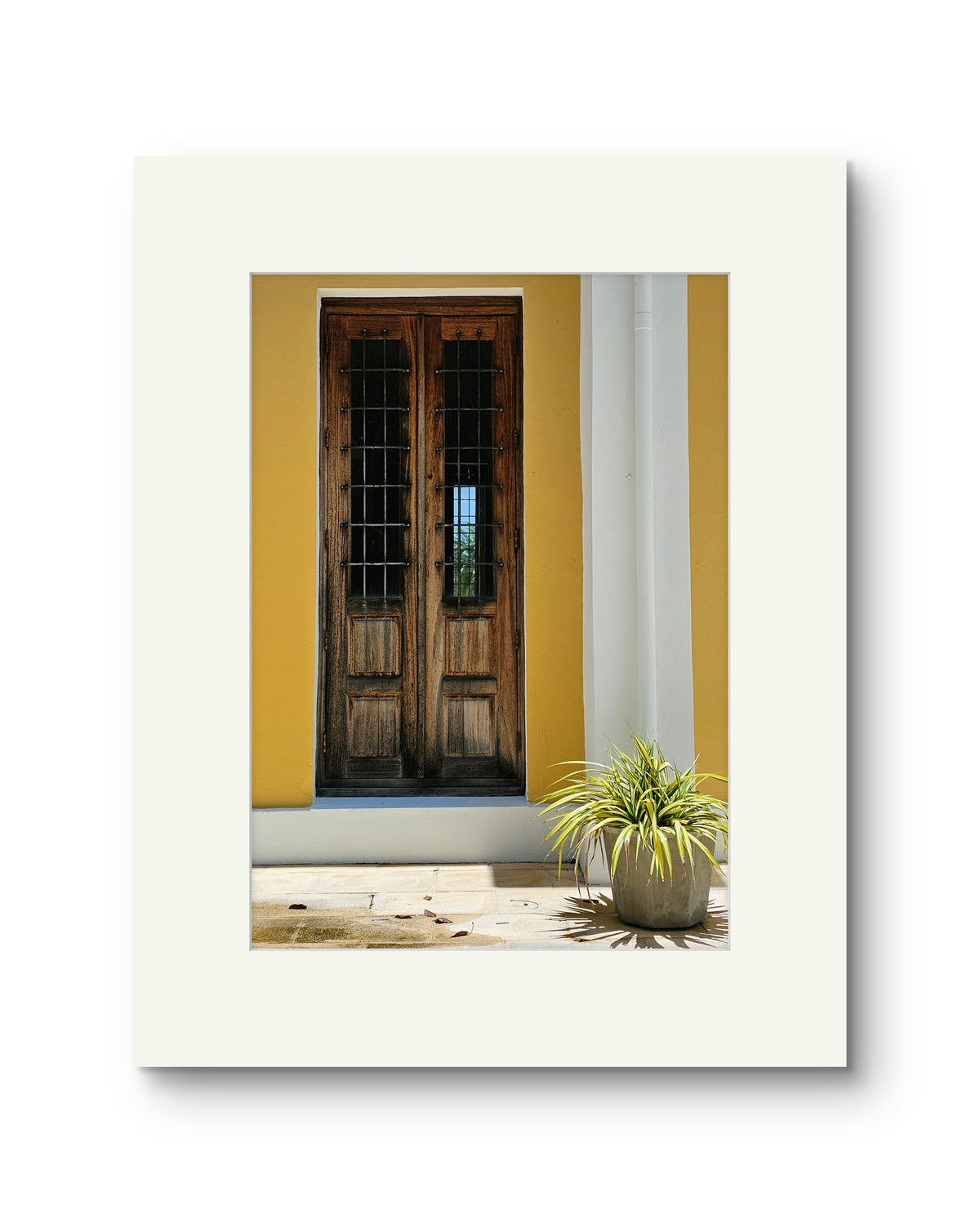 Door and Plant