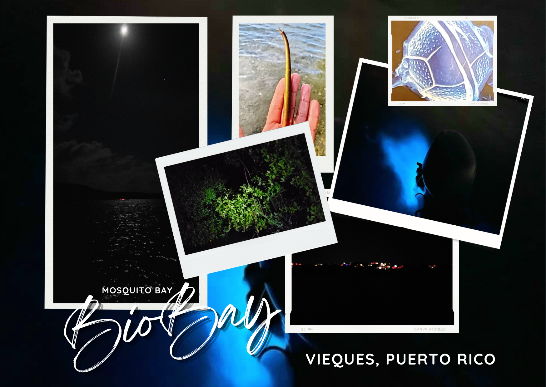 Mosquito BioBay Mail Postcard Front